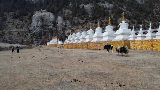 藏区高原航拍寺庙牛羊森林河流雪地转经