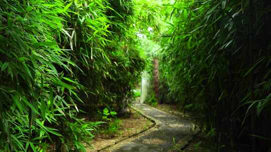 江南园林竹林竹子光影的唯美古风空镜