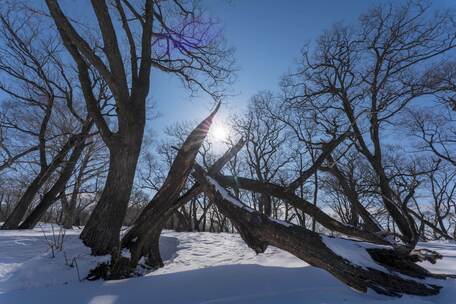 4K吉林冬天雪景四方顶枯树蓝天雪景延时