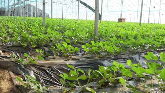 草莓园 农田 农业作物 水果 绿色植物 温室