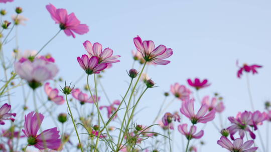 秋英花波斯菊 花海