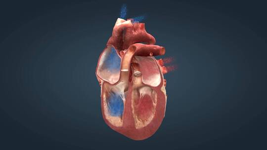 心脏泵血人体发动机重要器官三维动画14