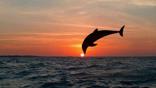 鱼跃大海海洋生物波浪跳跃的海豚海洋生物