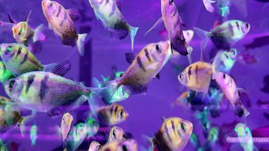 水族馆的鱼