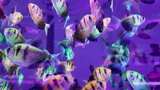 水族馆的鱼高清在线视频素材下载