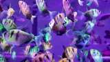 水族馆的鱼高清在线视频素材下载