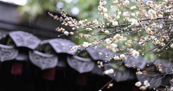 屋檐旁挂着雨滴的梅花特写