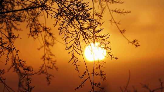 秋天黄昏夕阳下的植物剪影唯美空镜