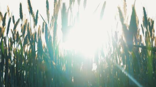 阳光透过麦穗