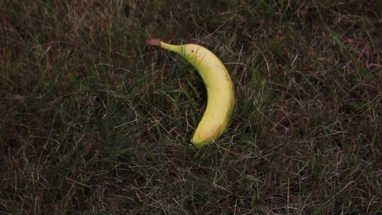 草地上的香蕉