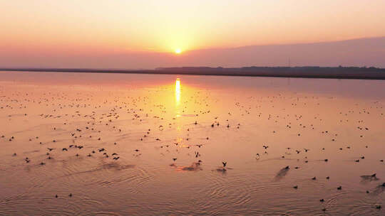 夕阳下湖面群鸟飞翔景象