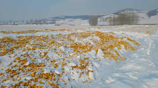 冬天雪地里的玉米