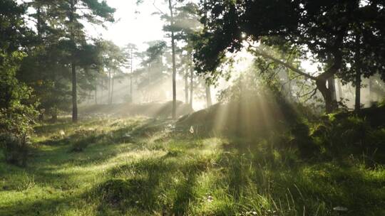 森林里唯美晨雾中阳光洒向地面
