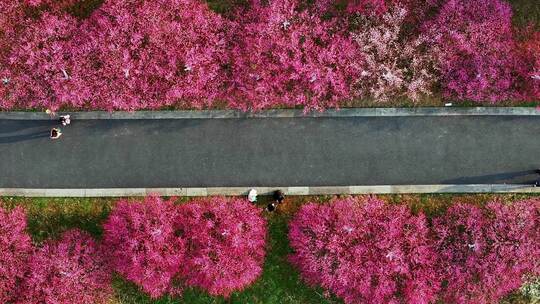 春天开满鲜花的道路公路前进的道路