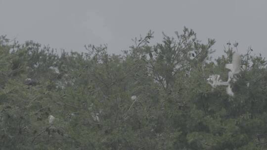 野生鸟类栖息的松树林长焦拍摄LOG视频素材模板下载