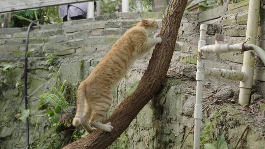 猫咪磨爪子/ 流浪猫/宠物/ 可爱/治愈视频素材模板下载