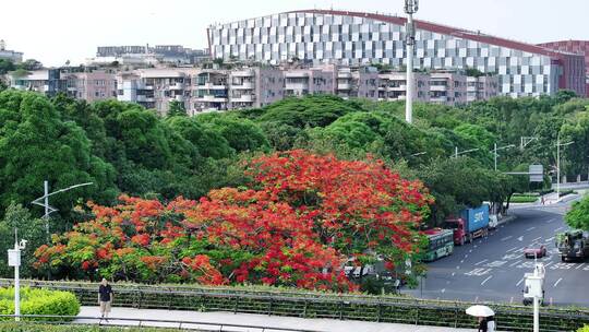 中国广东省广州市白云区白云大道南凤凰花