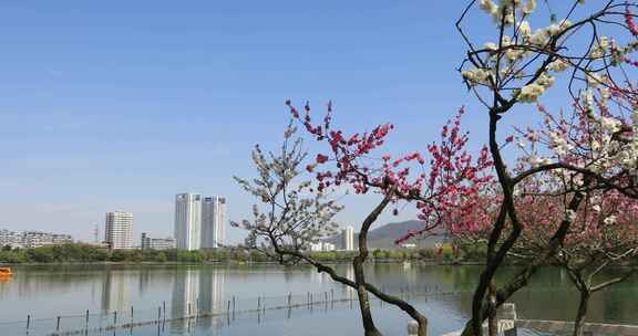 春天美丽南京玄武湖春暖花开