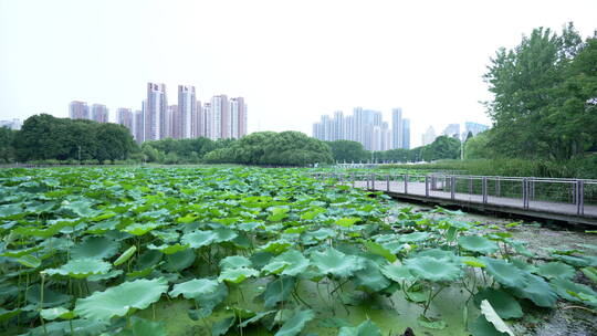 武汉龟山月湖风景区