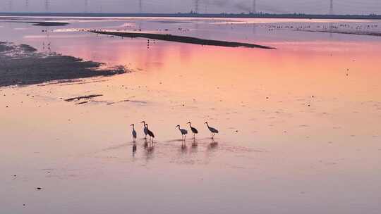 江西鄱阳湖湿地候鸟白鹤大雁