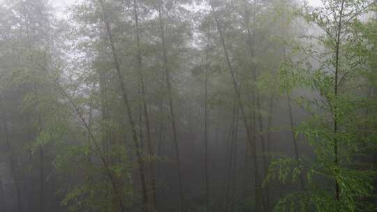 下雨天茂密的竹林枝叶繁茂生机勃勃的景象