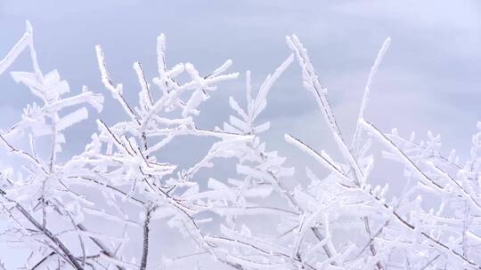 实拍树枝上的雪山雾凇美景