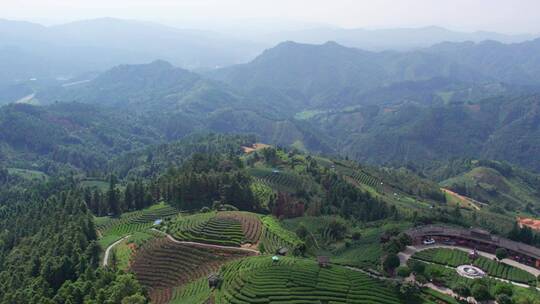 4k 航拍柳州三江高山生态茶