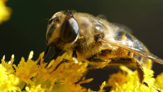 蜜蜂为黄花授粉的特写