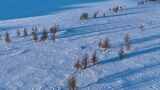 航拍雪原松树光影高清在线视频素材下载