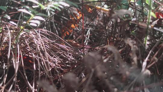 松针植被地面丛林松树户外植物落叶枯木视频素材模板下载
