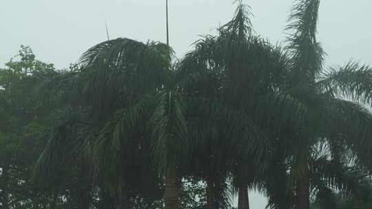 暴风雨下雨雨中高大的棕榈树景观