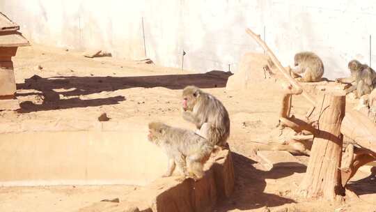 动物园内猴子休憩场景