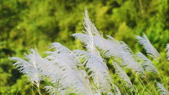 唯美白色芦苇花随风飘摇视频素材模板下载