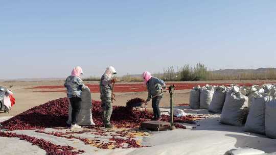 三名女工在戈壁滩打包干辣椒