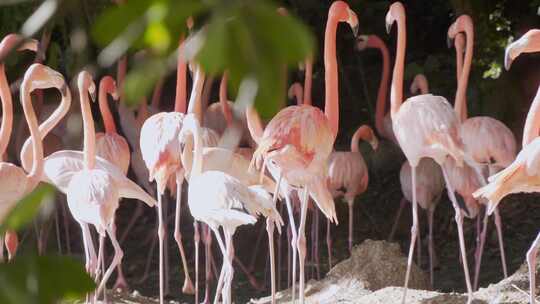 火烈鸟大海海岛湿地湖泊戏水鸟类保护动物视频素材模板下载