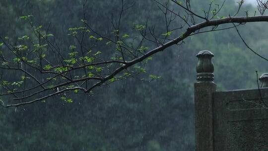 江南春天春雨雨滴绿色植物升格空镜