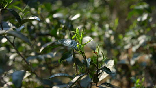 茶园茶叶嫩叶嫩芽普洱茶新芽视频素材模板下载