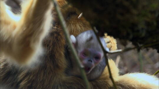 新出生的金丝猴幼崽2视频素材模板下载