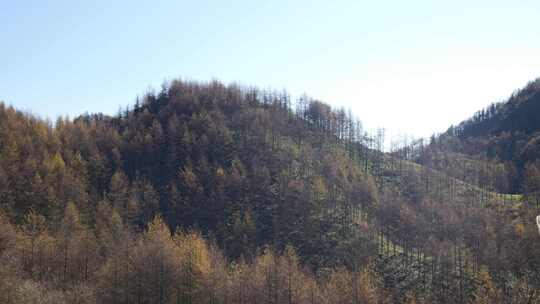 湖北恩施大山顶林区原始森林唯美风景