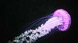 实拍海洋生物水母高清在线视频素材下载
