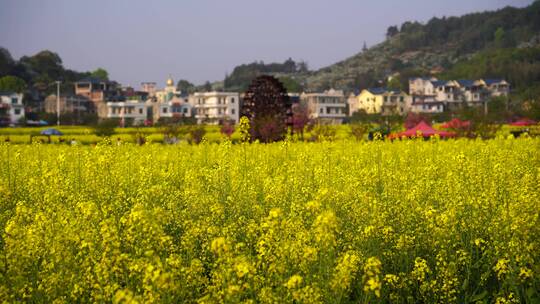 油菜花 春游踏青 游玩公园