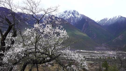 西藏林芝波密桃花沟雪山和桃花