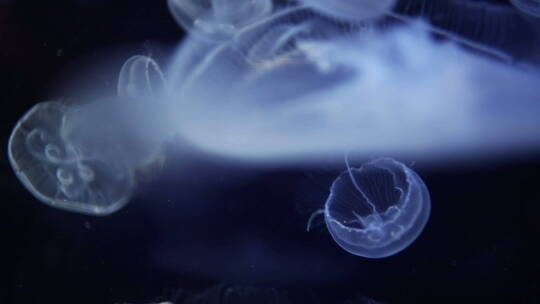 深水下的水母群