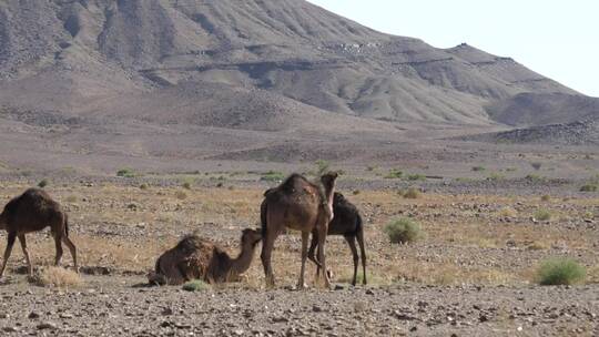 一群小骆驼在沙地上行走