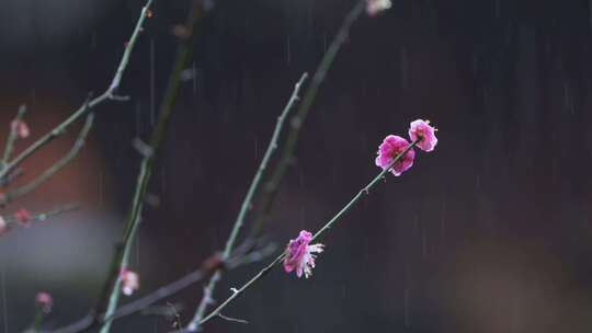 杭州西湖郭庄雨天梅花风景