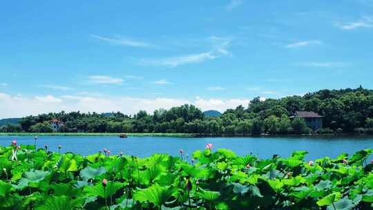 荷花 游船 游湖 延时荷花 西湖 旅游