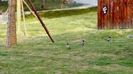 公园草地阳光洒在地上小鸟蹦跳视频素材模板下载
