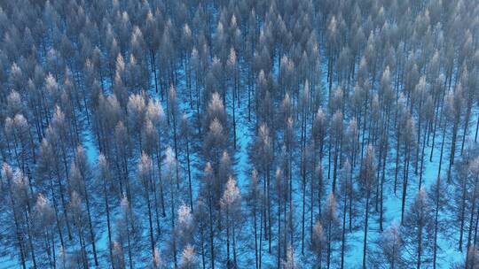 寒冬夕阳下松树林雪景