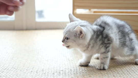 女人在家用手喂短毛猫