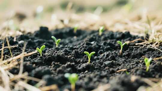 土壤中幼苗生长特写